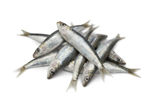 sardinky