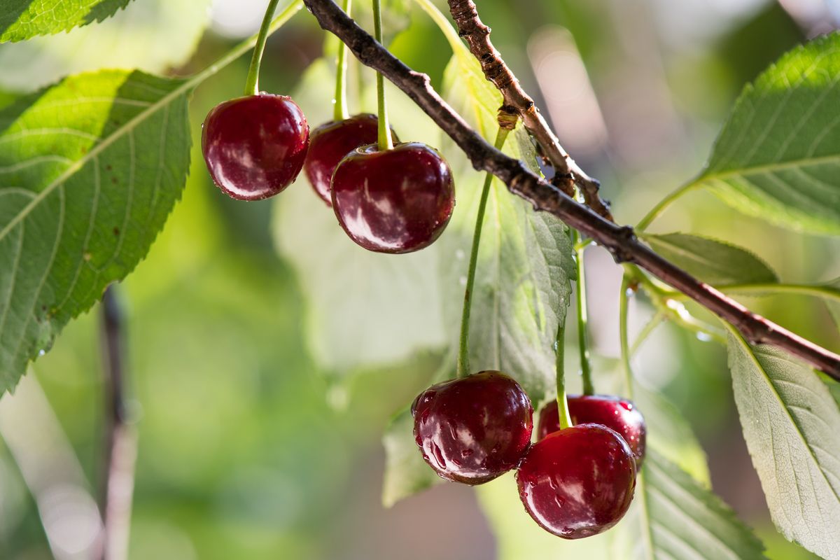 Úžasné třešně: Vitamíny, minerály a cenná barviva